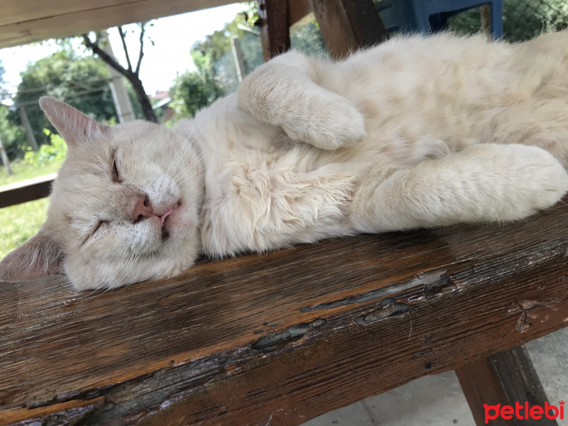 European Shorthair, Kedi  Camgöz fotoğrafı