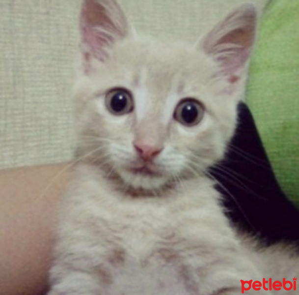 European Shorthair, Kedi  Camgöz fotoğrafı