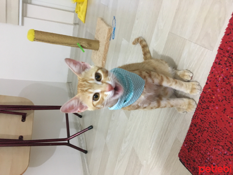Tekir Kedi, Kedi  Limon fotoğrafı