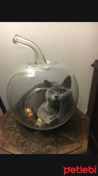 British Shorthair, Kedi  Müzeyyen fotoğrafı
