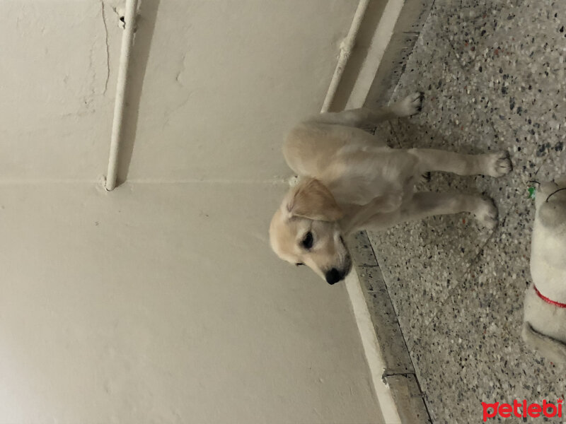 Golden Retriever, Köpek  Şila fotoğrafı