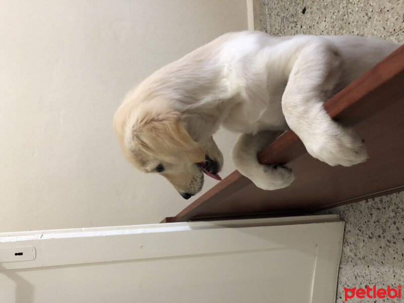 Golden Retriever, Köpek  Şila fotoğrafı