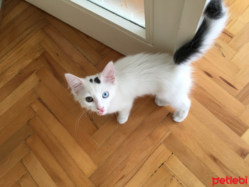 Van Kedisi, Kedi  Madam fotoğrafı