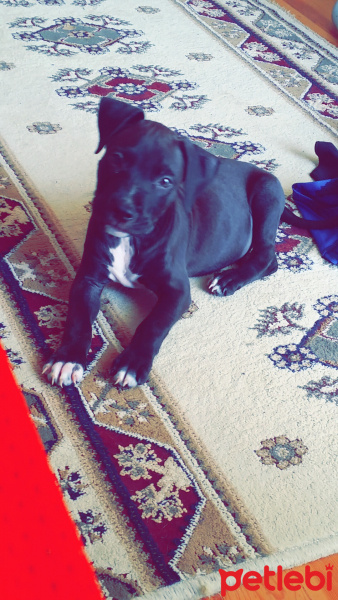 Amerikan Staffordshire Terrier, Köpek  Martis fotoğrafı
