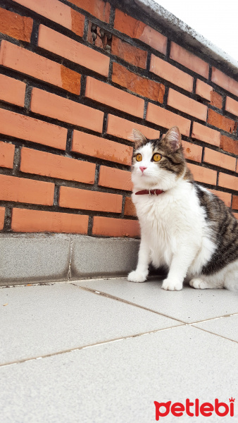 Tekir Kedi, Kedi  Bilbo fotoğrafı