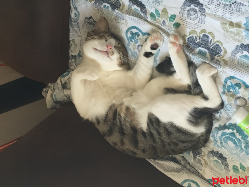 Tekir Kedi, Kedi  Beşiktaş fotoğrafı