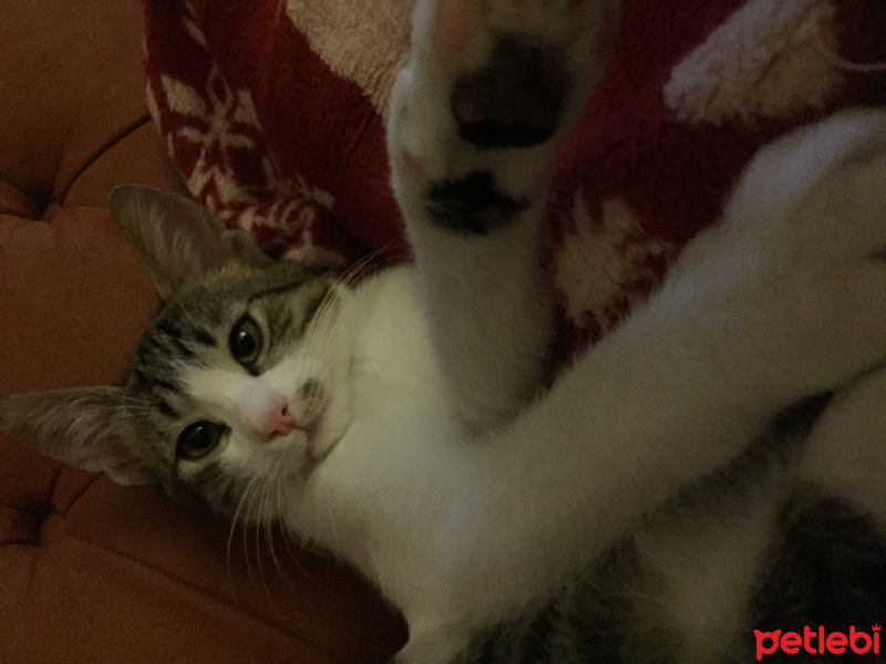 Tekir Kedi, Kedi  Beşiktaş fotoğrafı