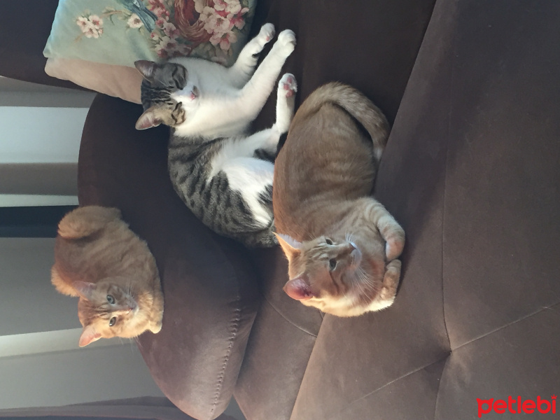 Tekir Kedi, Kedi  Beşiktaş fotoğrafı