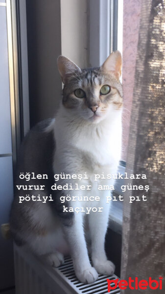 Tekir Kedi, Kedi  Petit fotoğrafı