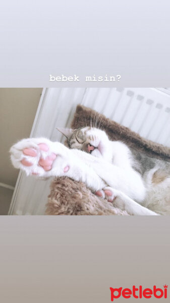 Tekir Kedi, Kedi  Petit fotoğrafı