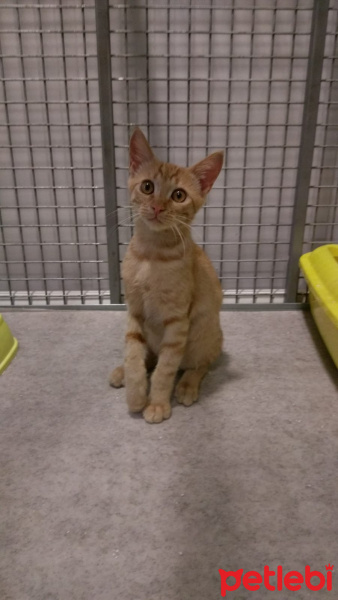 Tekir Kedi, Kedi  Minik fotoğrafı