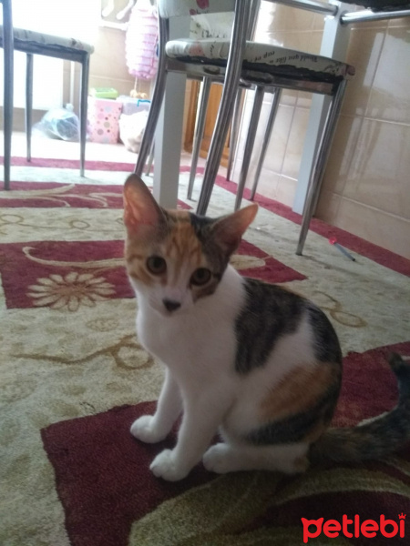 Ankara Kedisi, Kedi  Fıstık fotoğrafı