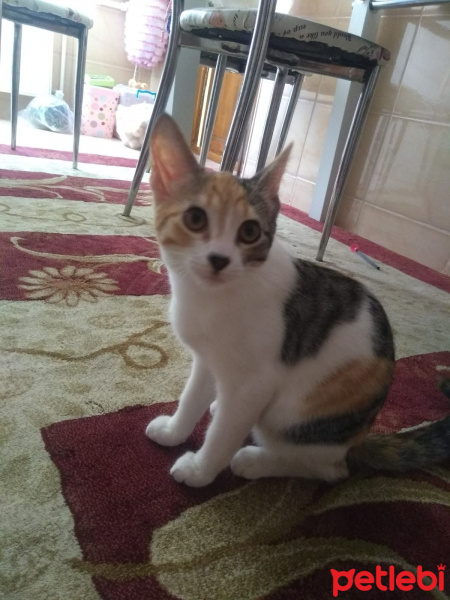Ankara Kedisi, Kedi  Fıstık fotoğrafı