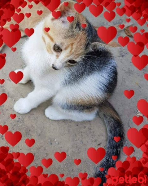 Ankara Kedisi, Kedi  Fıstık fotoğrafı