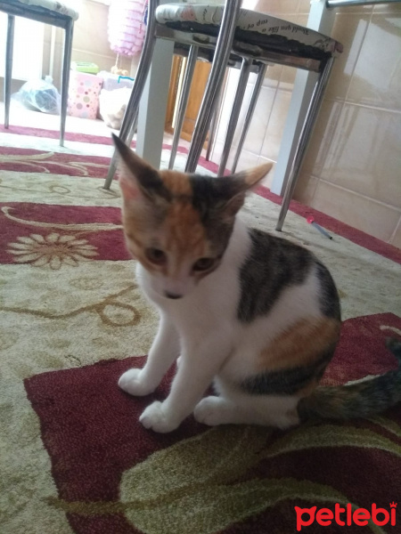 Ankara Kedisi, Kedi  Fıstık fotoğrafı