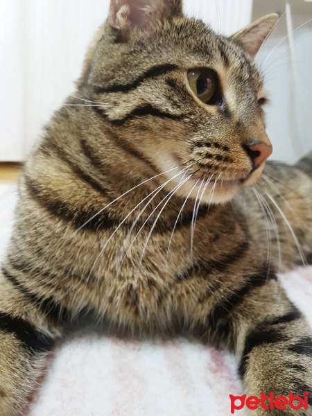 Tekir Kedi, Kedi  Şero fotoğrafı