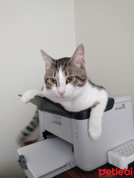 Tekir Kedi, Kedi  Haydut fotoğrafı