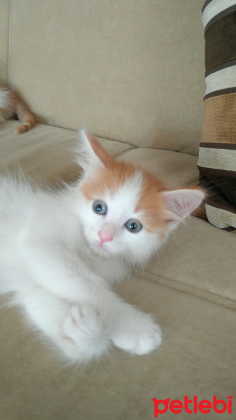 Tekir Kedi, Kedi  Paşa fotoğrafı