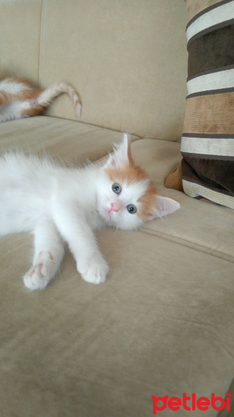 Tekir Kedi, Kedi  Paşa fotoğrafı