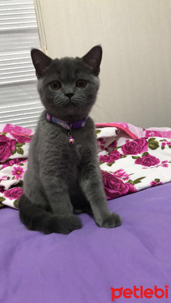 Scottish Fold, Kedi  Ice fotoğrafı