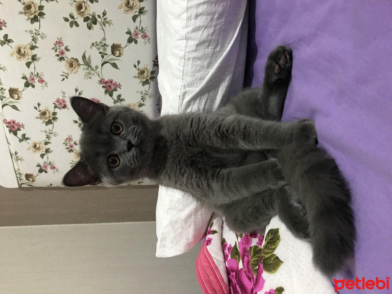 Scottish Fold, Kedi  Ice fotoğrafı