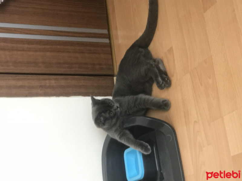 Scottish Fold, Kedi  Ice fotoğrafı