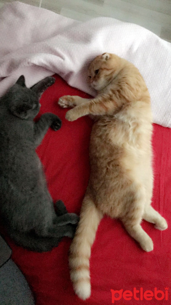 Scottish Fold, Kedi  Ice fotoğrafı