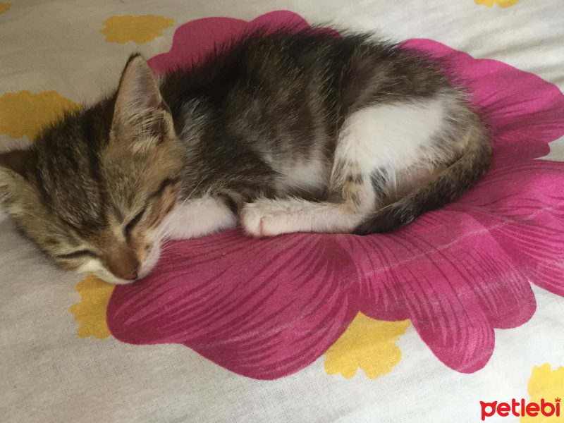 Tekir Kedi, Kedi  Nazlı fotoğrafı