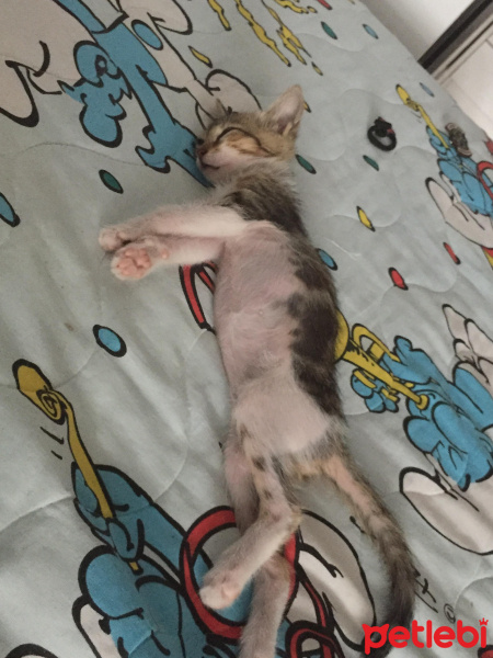 Tekir Kedi, Kedi  Nazlı fotoğrafı
