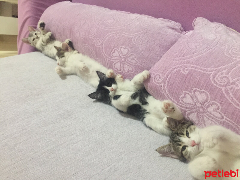 Tekir Kedi, Kedi  Latte fotoğrafı