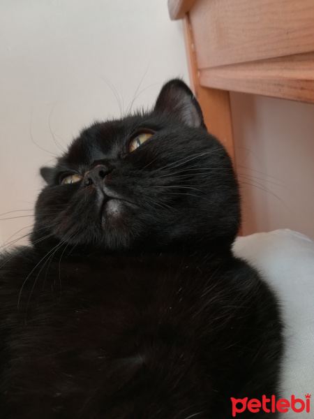 Scottish Fold, Kedi  GG fotoğrafı