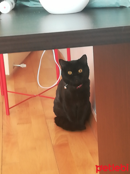 Scottish Fold, Kedi  GG fotoğrafı