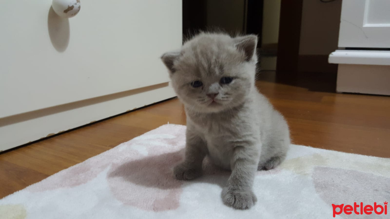 British Shorthair, Kedi  Çakıl fotoğrafı