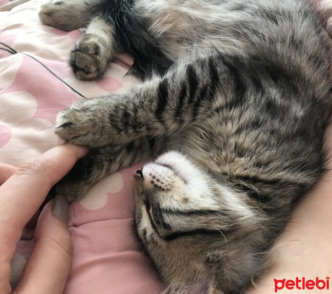 Maine Coon, Kedi  MAYA fotoğrafı