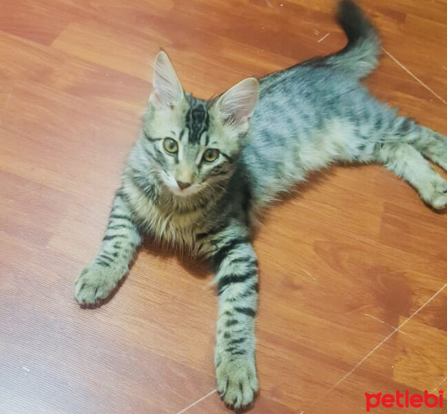 Maine Coon, Kedi  MAYA fotoğrafı