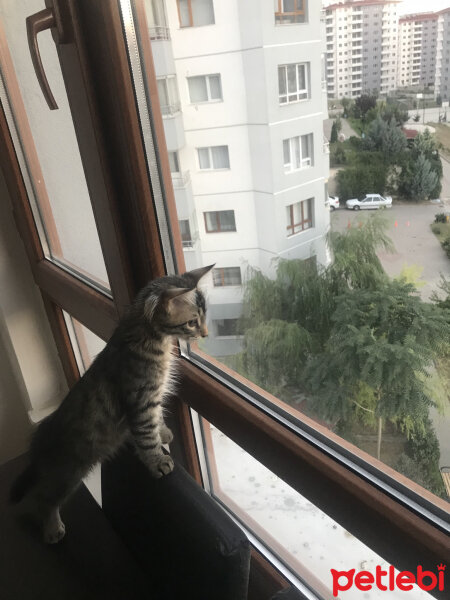 Maine Coon, Kedi  MAYA fotoğrafı