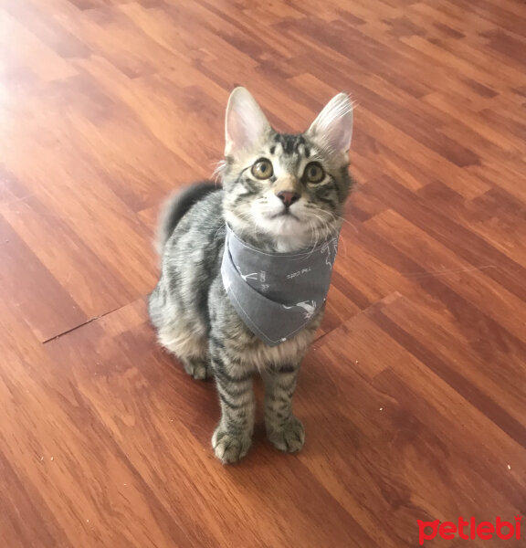 Maine Coon, Kedi  MAYA fotoğrafı