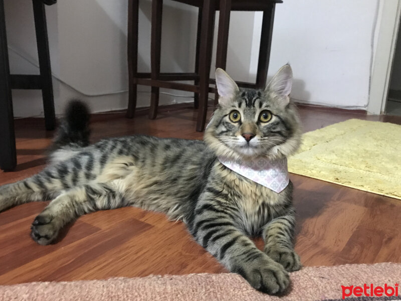 Maine Coon, Kedi  MAYA fotoğrafı