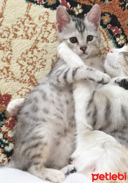 British Shorthair, Kedi  Lucky fotoğrafı