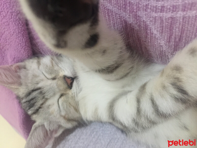 British Shorthair, Kedi  Lucky fotoğrafı