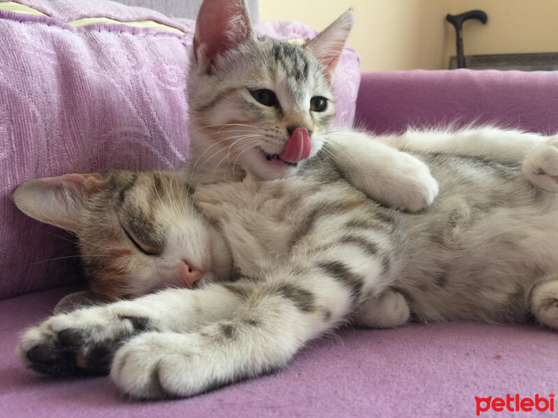 British Shorthair, Kedi  Lucky fotoğrafı