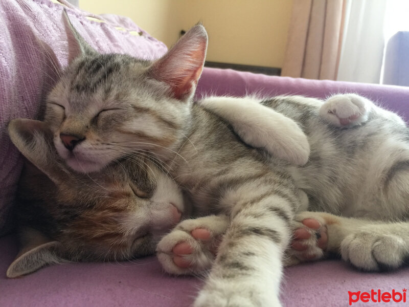 British Shorthair, Kedi  Lucky fotoğrafı