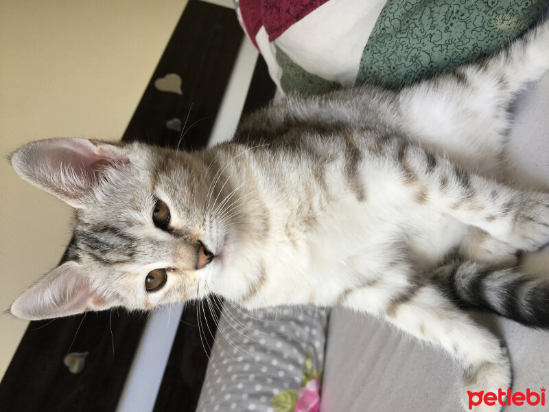 British Shorthair, Kedi  Lucky fotoğrafı