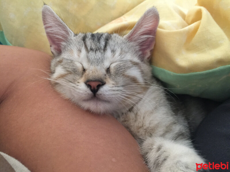 British Shorthair, Kedi  Lucky fotoğrafı