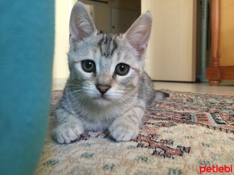 British Shorthair, Kedi  Lucky fotoğrafı