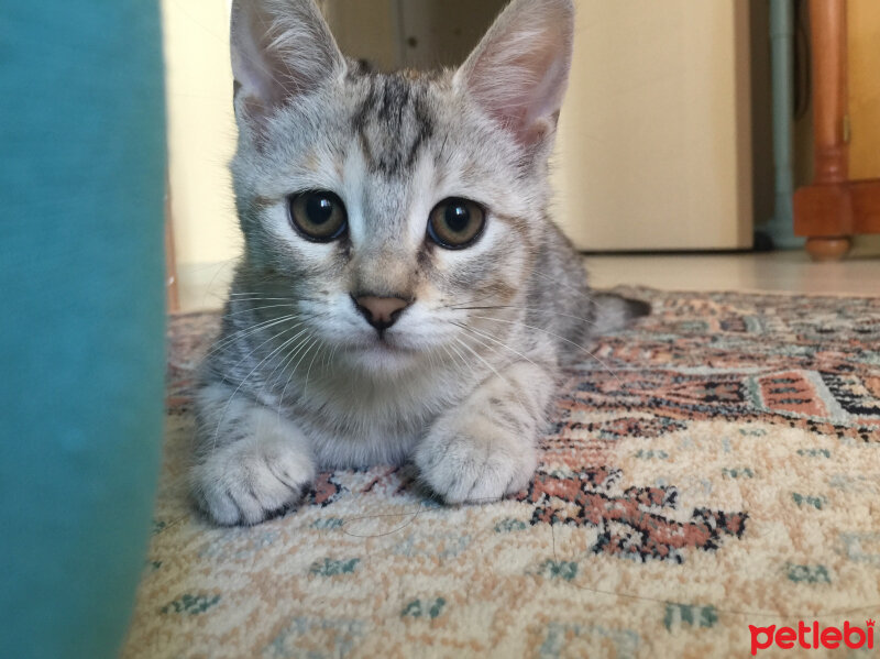 British Shorthair, Kedi  Lucky fotoğrafı