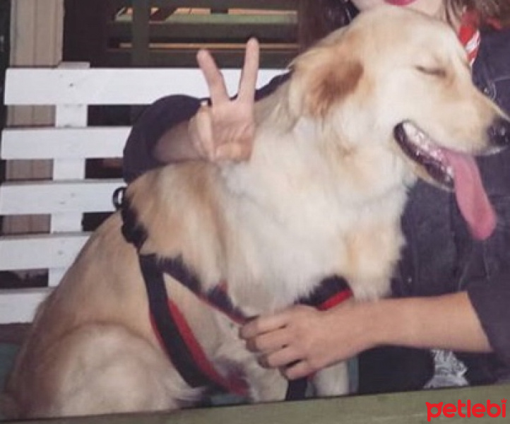 Golden Retriever, Köpek  HERA fotoğrafı