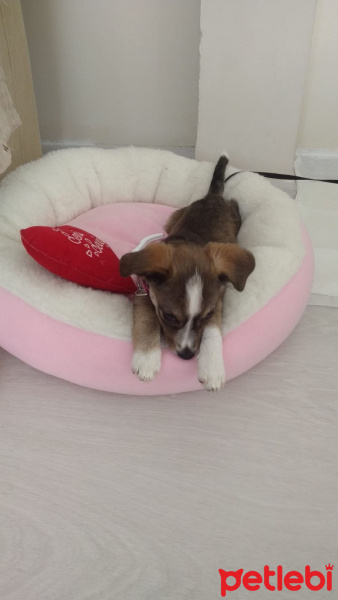 Jack Russell Terrier, Köpek  Lady fotoğrafı
