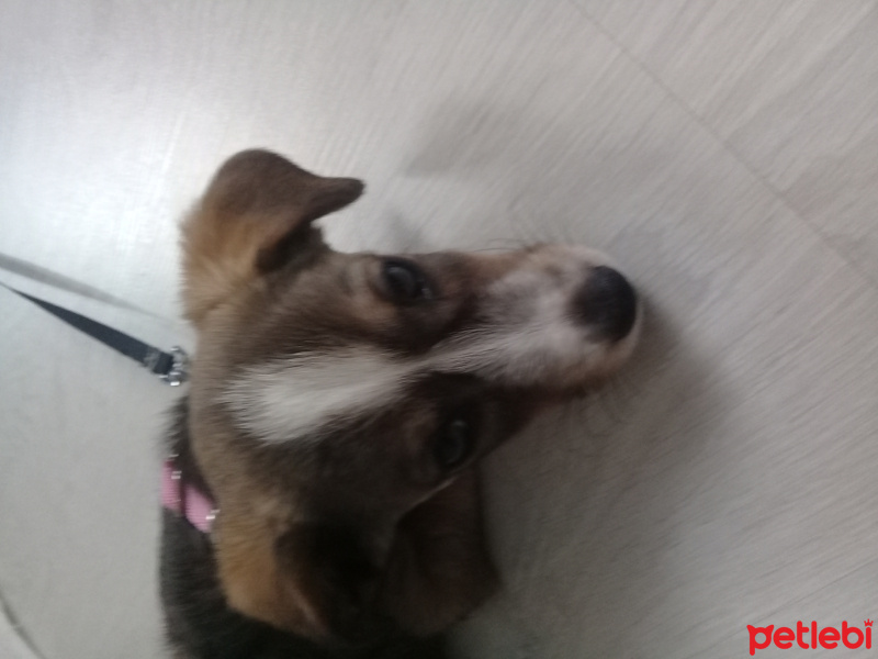 Jack Russell Terrier, Köpek  Lady fotoğrafı