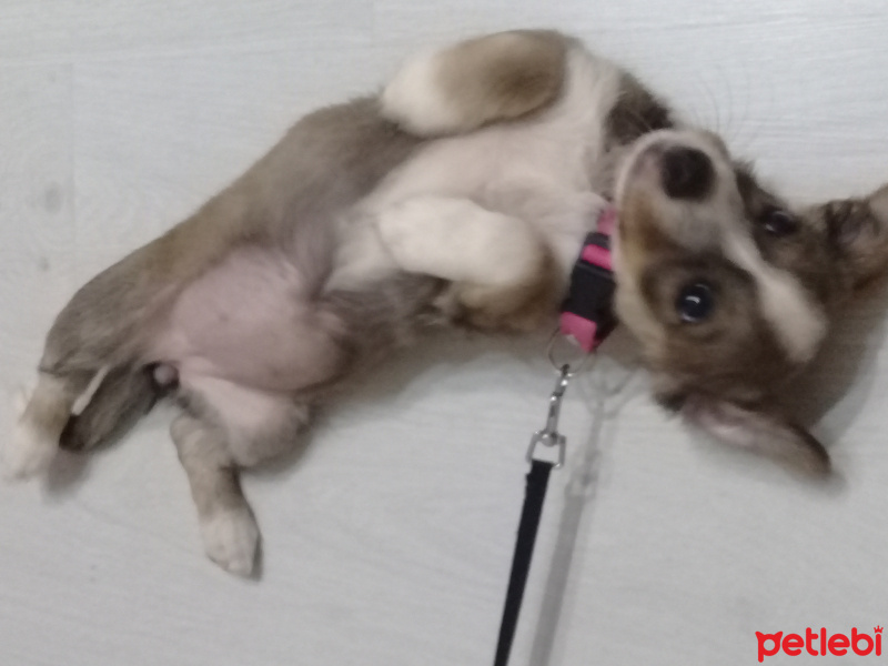 Jack Russell Terrier, Köpek  Lady fotoğrafı